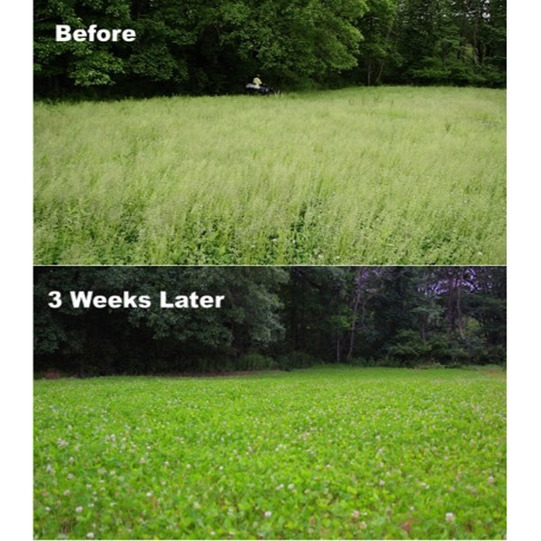 Whitetail Institute Arrest Max Selective Grass Herbicide before abd after