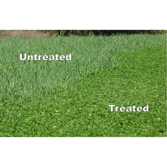 Whitetail Institute Arrest Max Selective Grass Herbicide treated verse untreated