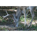 Whitetail Institute 30-06 Thrive deer supplement