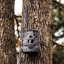 Camera on Tree